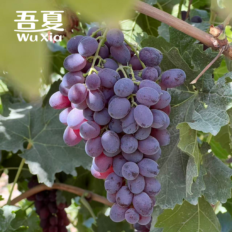 顺丰包邮新疆正宗克伦生葡萄提子无籽 多汁新鲜水果香甜可口