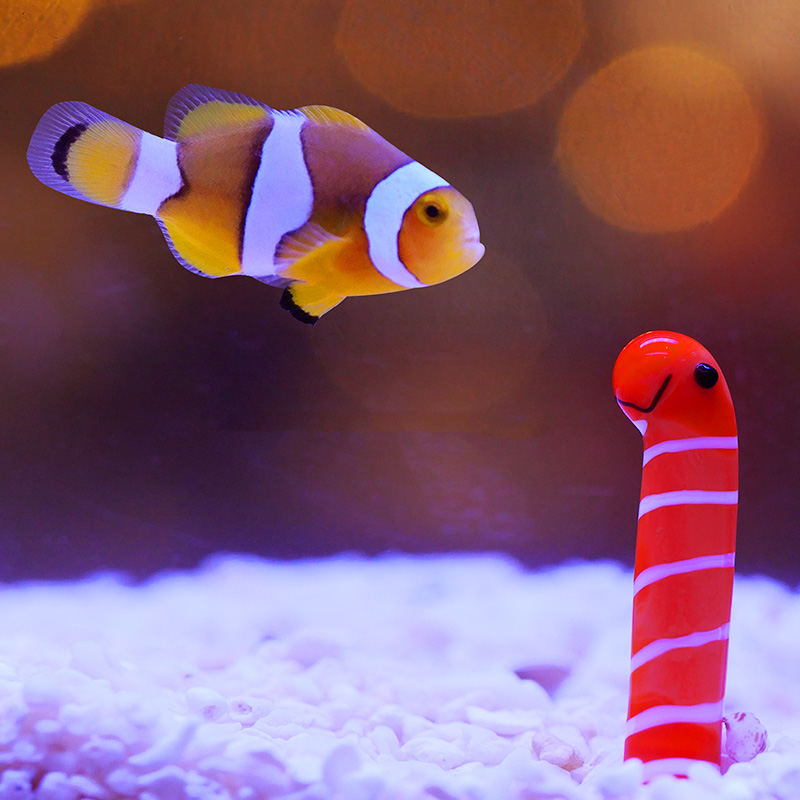 桌面小鱼缸小丑鱼迷你海水缸小型办公室斗鱼水族箱微景观生态套装