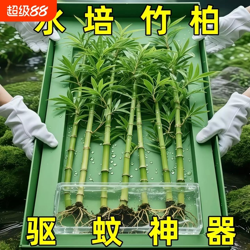 竹柏驱蚊竹水培植物盆栽室内客厅水养花卉绿植水培驱蚊竹净化空气