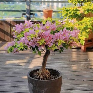 粉红豹 三角梅原生苗 嫁接苗 高飘 棒棒糖  带花不带花都有可看苗