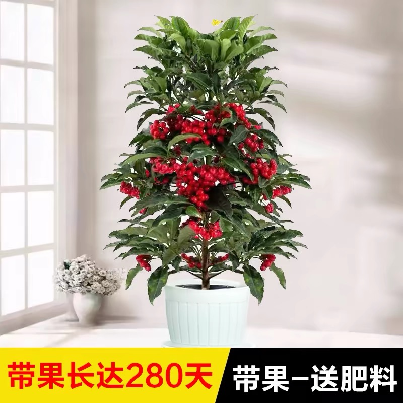 富贵籽盆栽带果黄金万两绿植招财植物客厅前台办公室花苗净化空气