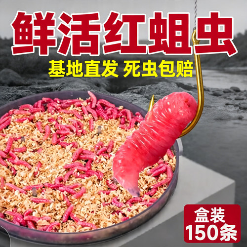 鲜活红虫白条马口鲫鱼活饵