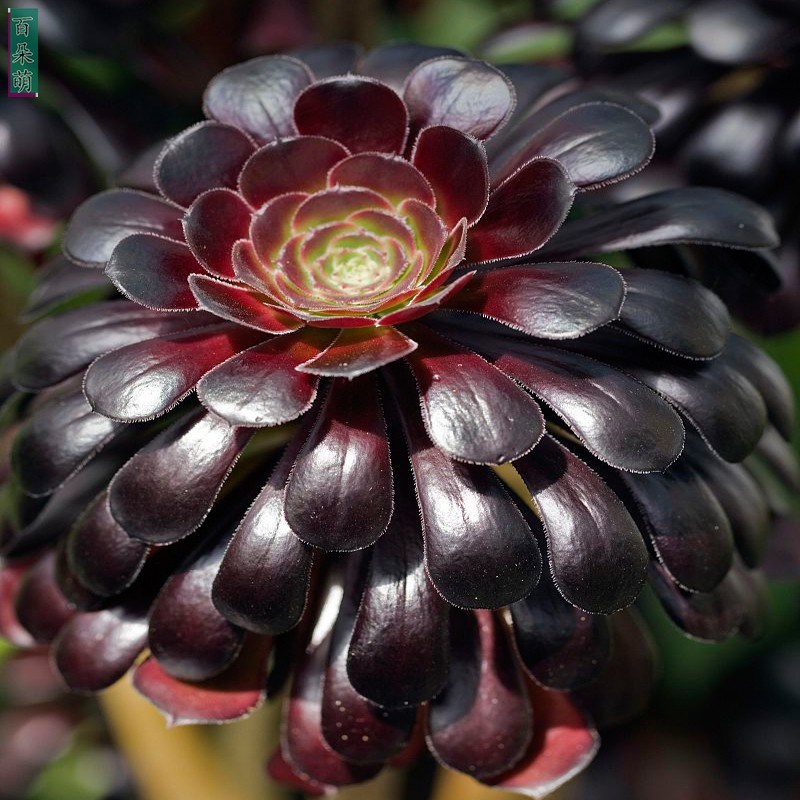多肉植物墨法师老桩 超黑油量叶子法师 木质化P超大墨法师老桩有