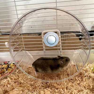 仓鼠跑轮带支架透明落地式滚轮金丝熊悬挂不卡脚大号跑步机