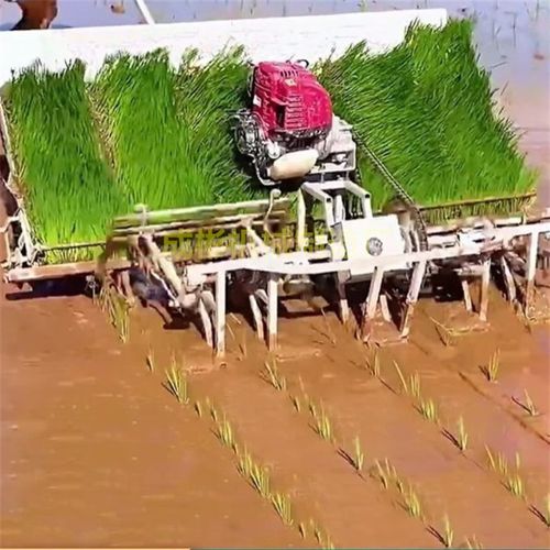水稻插秧机新式插禾机小型插秧机种植S机农用耕种机械