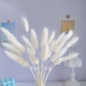 白色兔尾草干花真花家居装 饰玻璃花瓶摆件客厅餐桌小清新插花摆设