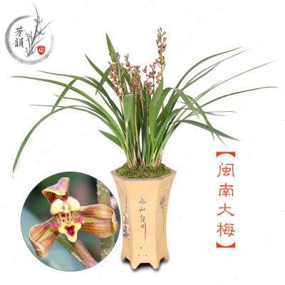 闽南大梅墨兰兰花苗 办公室室内盆栽绿植吸甲醛净化空气庭院植物