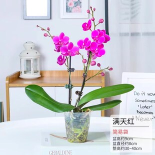 蝴蝶兰带花盆栽带花苞花剑办公桌室内客厅懒人胡蝴蝶兰花苗带花苞