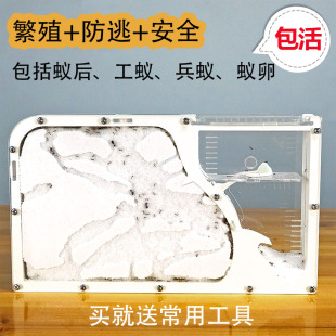 蚂蚁工坊 宠物沙堡沙巢蚂蚁城堡蚁巢送活物蚁后工具沙子家园王国