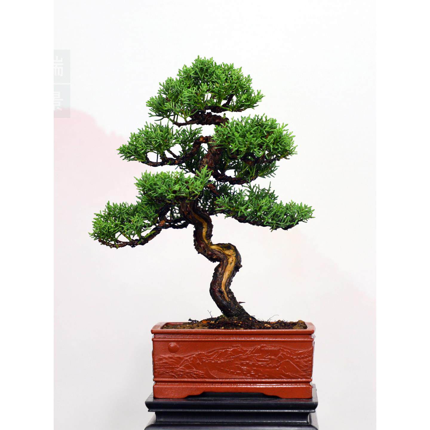 精品真柏小老桩松柏盆景四季常青植物办公居家盆栽耐寒耐冻盆景送