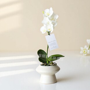 蝴蝶兰花苗鲜花盆栽带花苞花剑办公桌室内客厅懒人盆栽绿植好养活