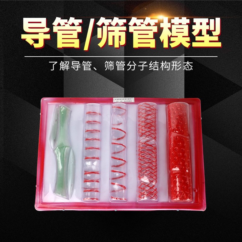 导管筛管结构模型 J3203初中高中生物实验器材 教学仪器