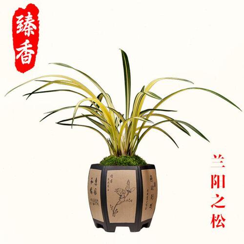 墨兰高档艺草兰阳之松精品兰花苗