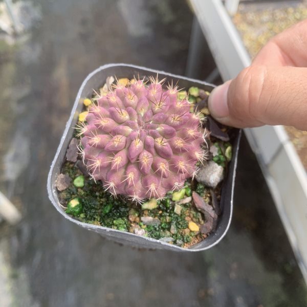 紫皮豹头实生仙人球稀有紫黑刺智利球属仙人掌多肉开花美观好养