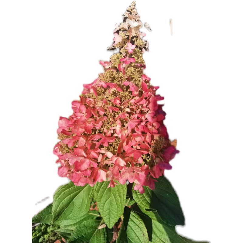 烛光彩眼花冠耐寒木本大花直立圆锥绣球树苗别墅庭院盆栽地栽植物