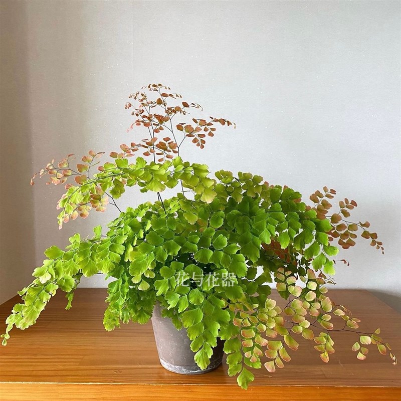 花与花器 柔情铁线蕨扇叶铁线蕨盆栽 生态雨林缸景观造景蕨类植物