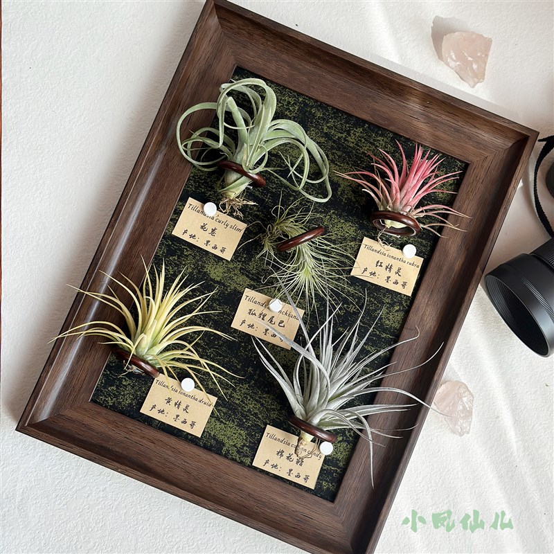 小凤仙儿 空气凤梨绿植画框复古挂墙磁吸相框生日送礼摆件装饰画