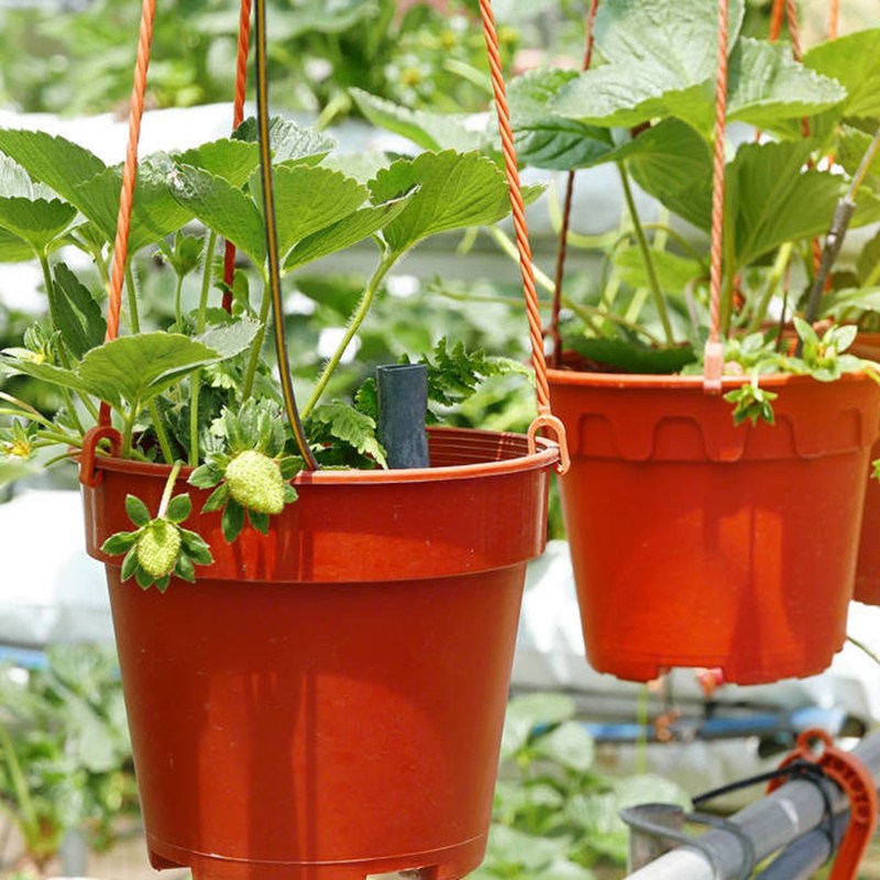 草莓苗四季盆栽脱毒一代奶油大草莓果苗食用室内阳台南方北方种植