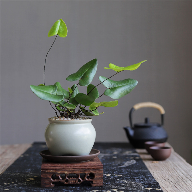 心愿蕨茶桌办公室桌面水培创意趣味绿植蕨类盆景盆栽净化空气加湿