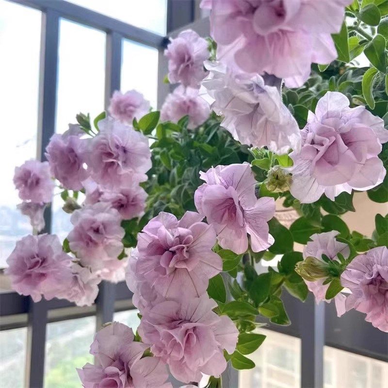 超级矮牵牛花苗盆栽阳台垂吊花卉重瓣冰淡紫百万小玲伊丽莎白带花