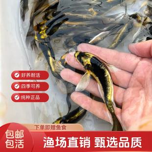 玛雅蝴蝶普身长尾大德系熊猫酋长彩蝶好养观赏鱼锦鲤冷水