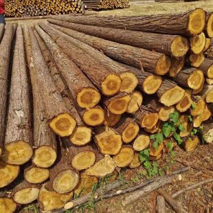 杉木桩松木桩落叶松河道打桩木防洪木桩精品檩条园林绿化支撑杆