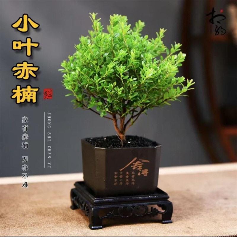 小叶赤楠盆景公室内旺宅植物桌面迷你小盆栽绿植摆件四季好养活