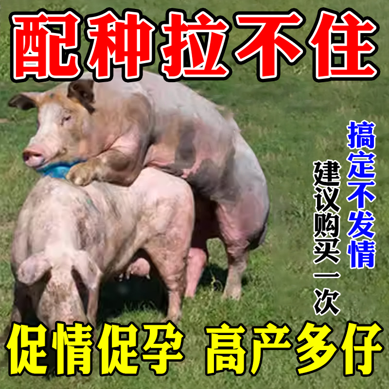 母猪发情催孕多胎一夜发情