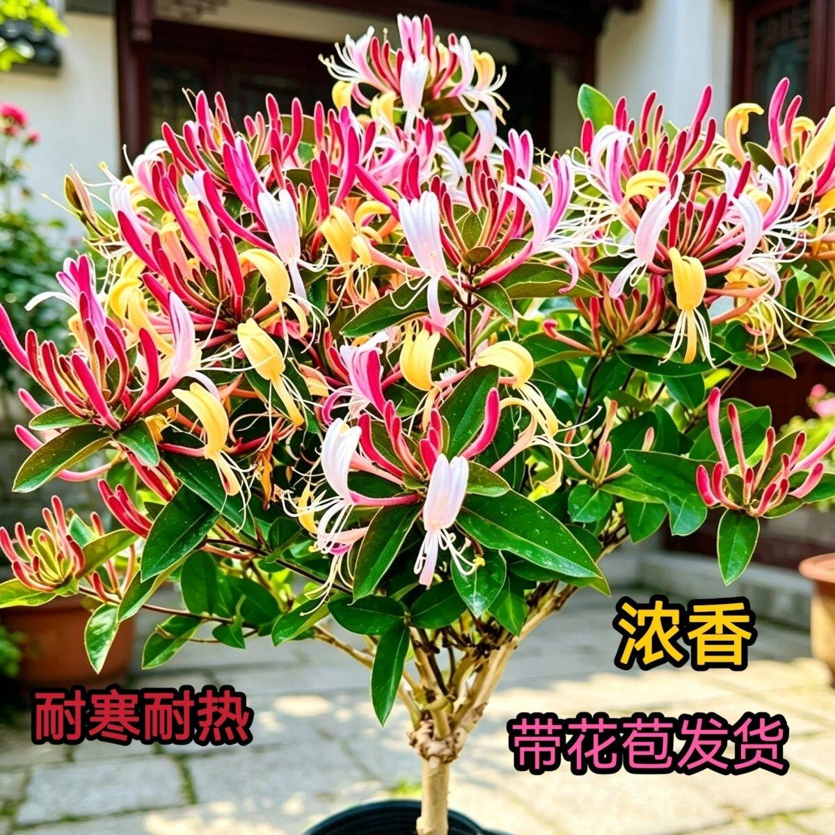 四季浓香多彩金银花树苗盆栽地栽南北方阳台庭院种植带花苞耐寒