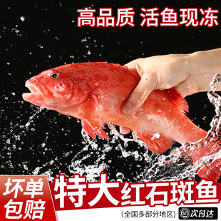 红石斑鱼鲜活冷冻海鱼大鱼红鱼新鲜超大条富贵鱼海鲜海捕新鲜水产