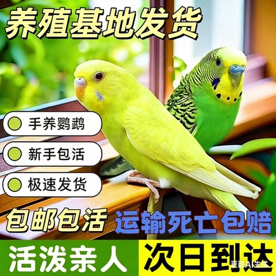 包说话虎皮鹦鹉活鸟宠物活体鸟类家养小鸟手养亲人一对非玄凤牡丹