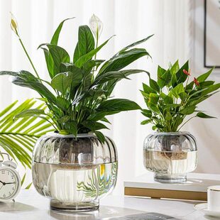 水养植物掌绿萝红掌大号花瓶透明水培器皿插花摆件玻璃花盆创意白