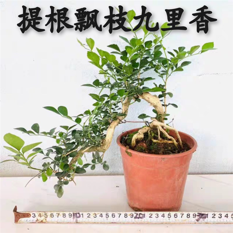 提根飘枝九里香悬崖造型盆景小老桩开H花浓香楼顶庭院花园开花植