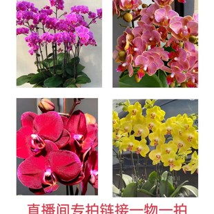 蝴蝶兰直播间一物一拍专属链接价格至65.8