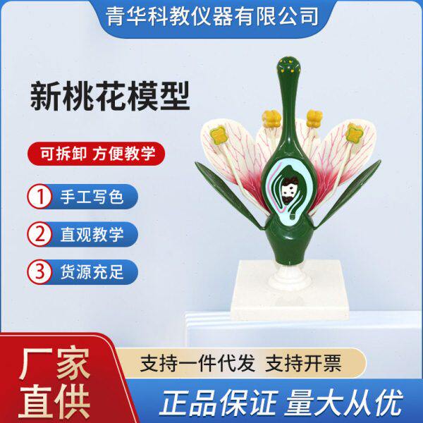 桃花模型桃花花蕊花瓣桃花内部结构构造放大模型初中中生物实验