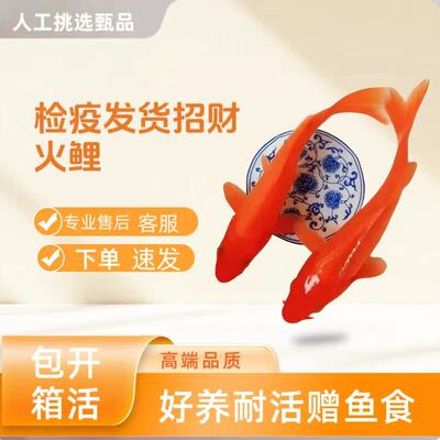 火鲤淡水鱼四季鱼不加热