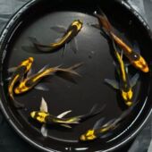 玛雅蝴蝶鲤 德系大酋长球体普身锦鲤冷水鱼耐活耐寒淡水观赏鱼