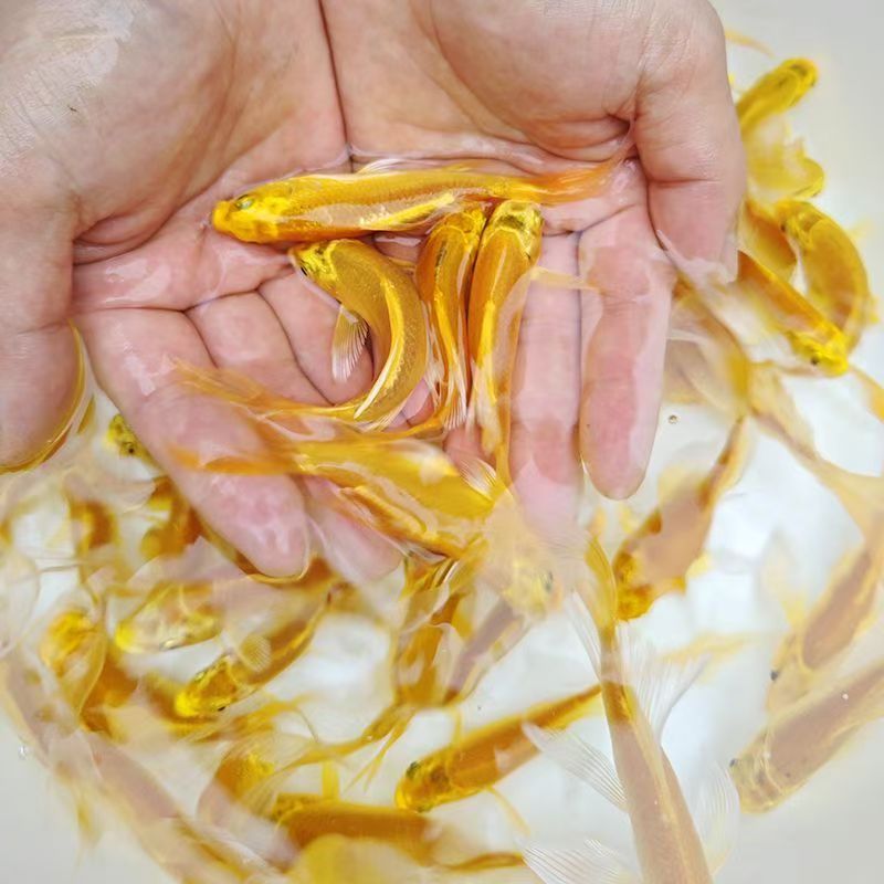 黄金锦鲤活鱼冷水鱼观赏鱼