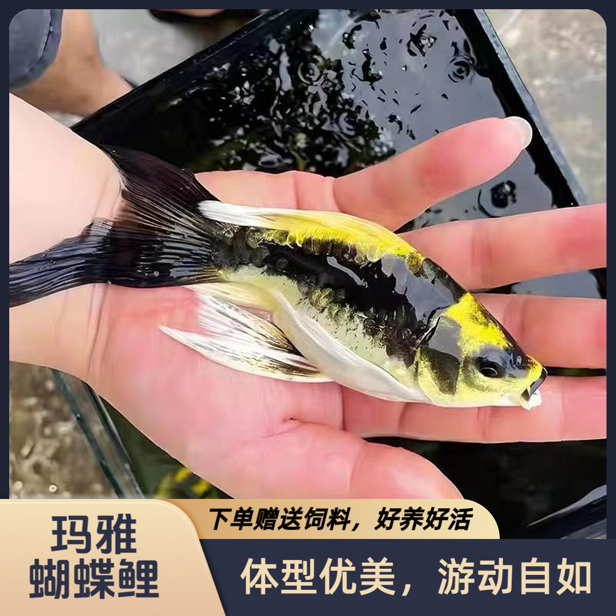 德系玛雅蝴蝶鲤大酋长普身长尾短身锦鲤冷水鱼耐活耐寒淡水观赏鱼