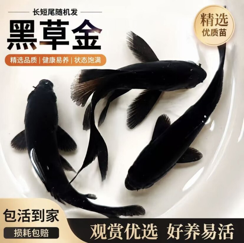 黑色草金鱼龙凤鱼冷水好养自来水