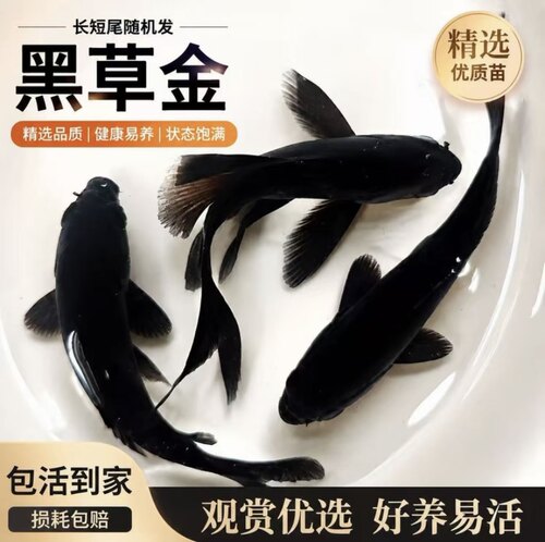 黑色草金鱼龙凤鱼冷水好养自来水
