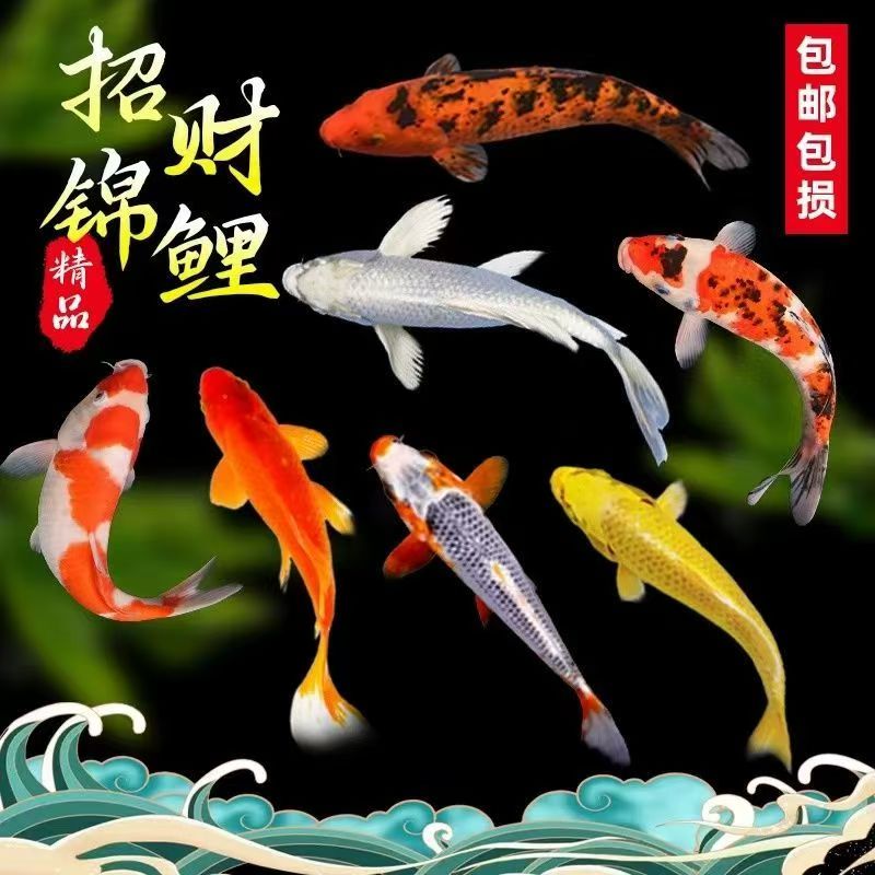 精品锦鲤活体观赏鱼淡水鱼冷水鱼日本锦鲤鱼红白大正三色孔雀昭和