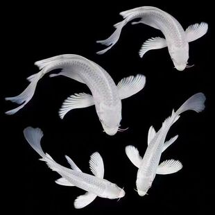 正宗台湾普身白金锦鲤蝴蝶鲤鱼苗龙凤长尾短尾鲤鱼活体冷水观赏鱼