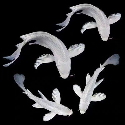 台湾普身白金锦鲤蝴蝶鲤鱼苗