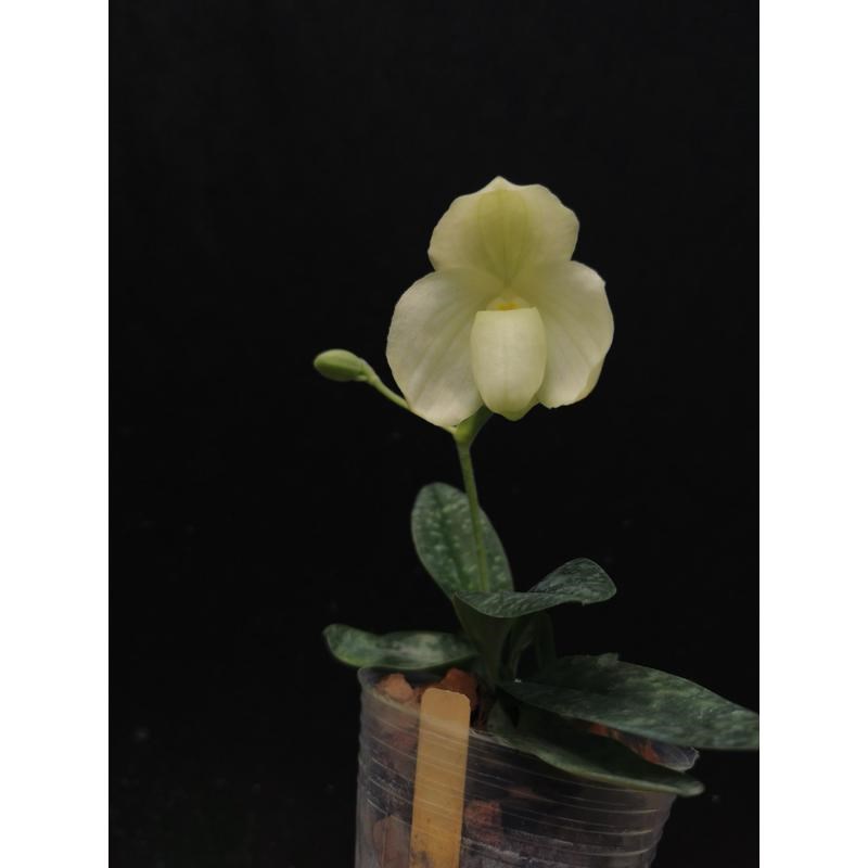 万峰万峰绿f缘韦尔斯利兜兰杂交兰花名贵