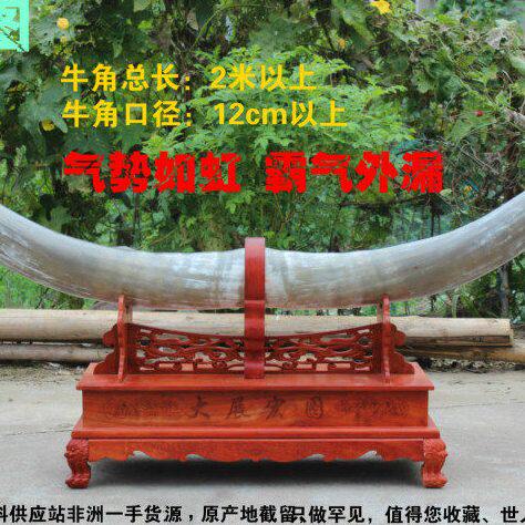 非洲牛角原料大白牛角摆件原料商场商店工艺品摆件办公室摆件