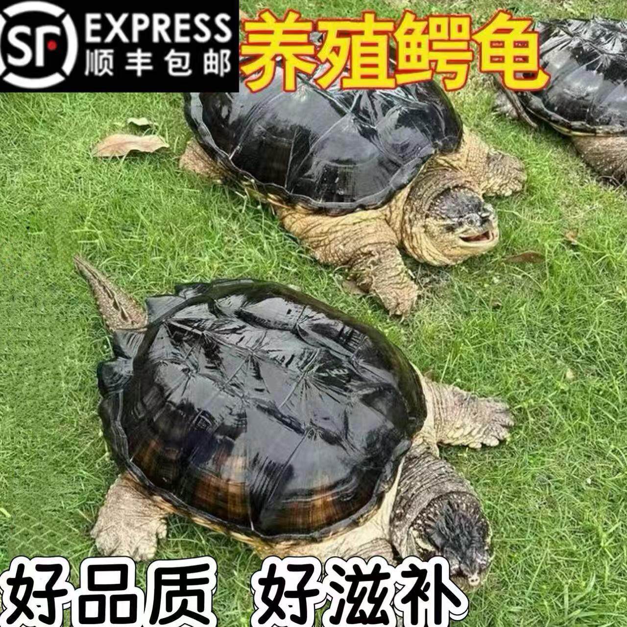 【顺丰包邮】鳄龟鳄鱼龟食用活物大的可食用乌龟大龟肉北美杂