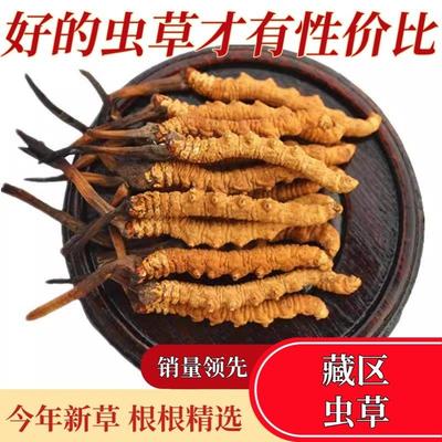 特大根高原野生冬虫夏草虫草正品自用王头期藏区非西藏那曲