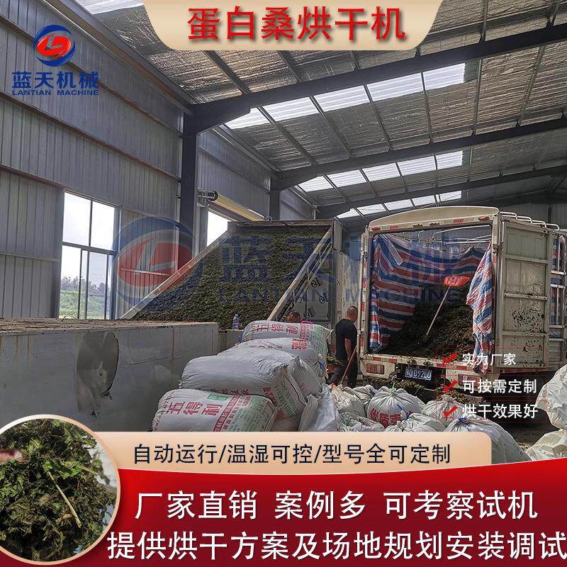 饲料桑蛋白烘干机 全自动桑叶连嫩枝风干机 大型蛋白桑牧草干燥机