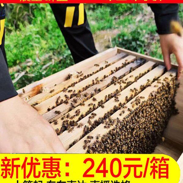 蜜蜂活群中蜂蜂群带子脾群蜂带王双色蜂群笼蜂土蜂群带箱出售包邮